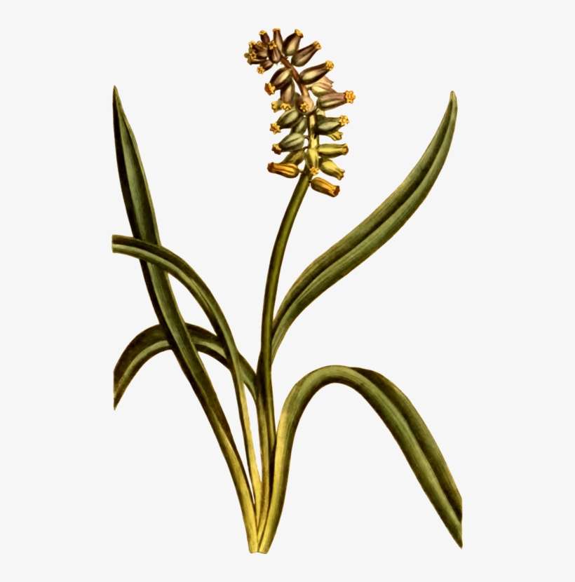 Musk Grape Hyacinth Cut Flowers Plant Stem - Moschus-trauben-hyazinthen-botanische Illustration, transparent png download