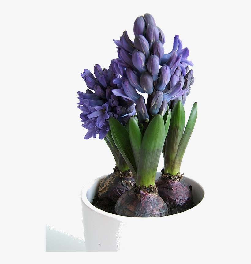 Hyacinth5 - Plants Grown By Bulbs, transparent png download