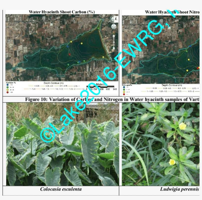 Variation Of Carbon And Nitrogen In Water Hyacinth - Bellandur Lake, transparent png download