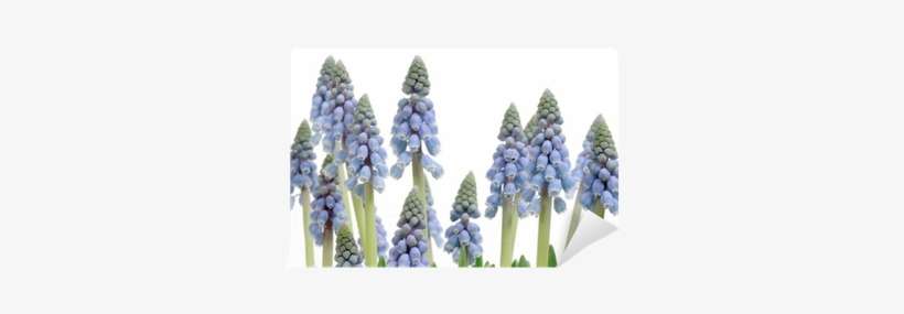 Grape Hyacinth, transparent png download