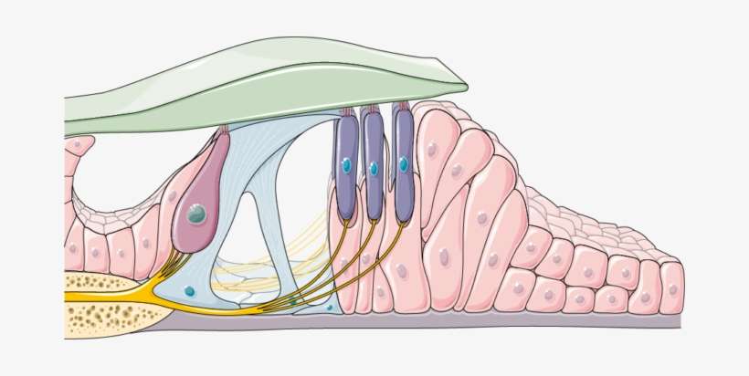 Organ Of Corti, transparent png download