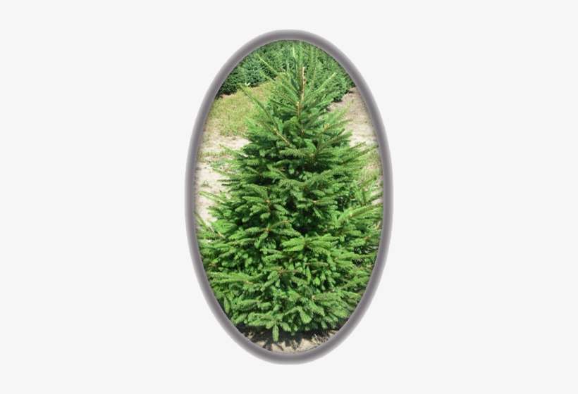 Norway Spruce, transparent png download