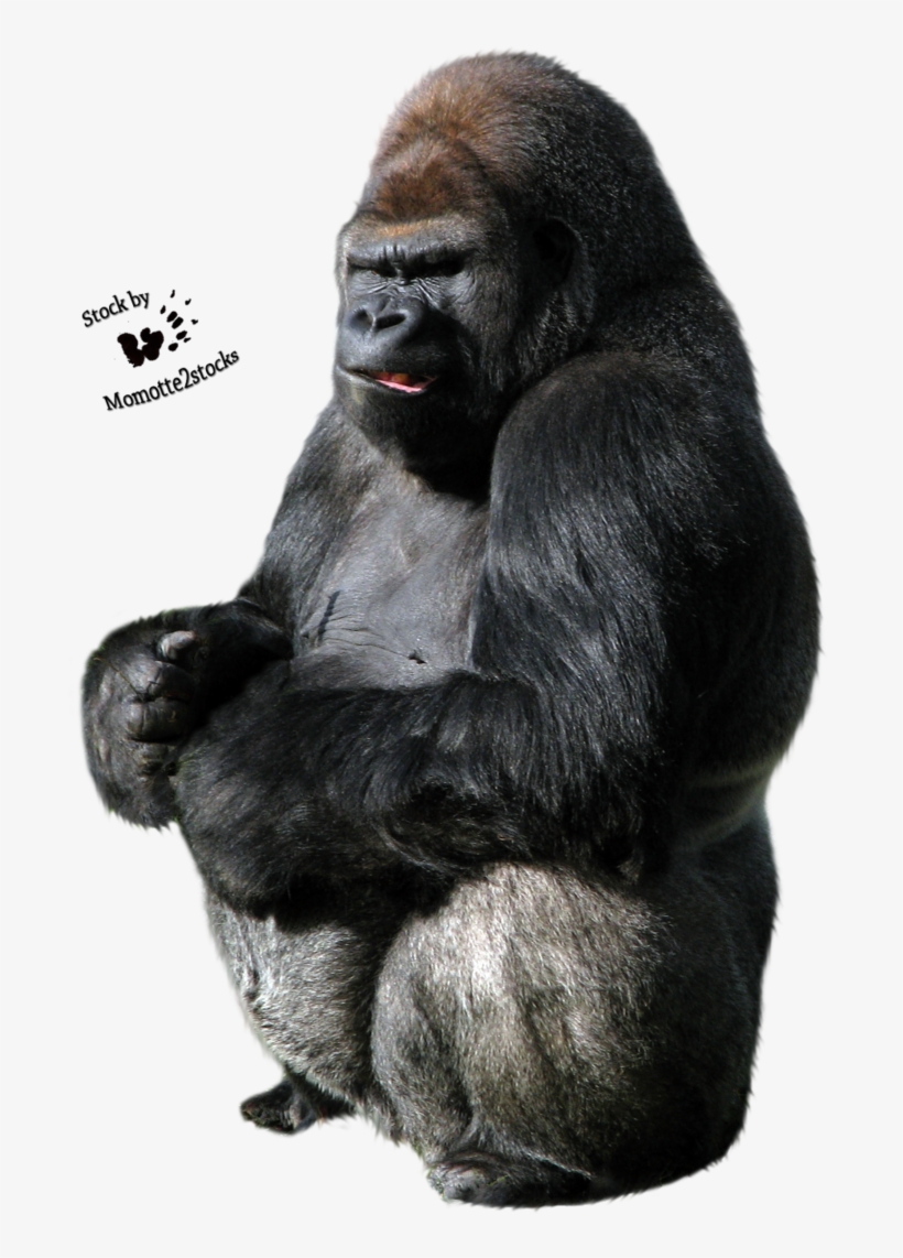 Gorilla - Ape Png, transparent png download