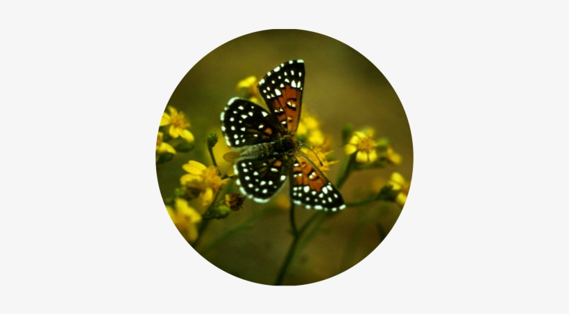 Metalmark Butterfly - Lange's Metalmark Butterfly, transparent png download