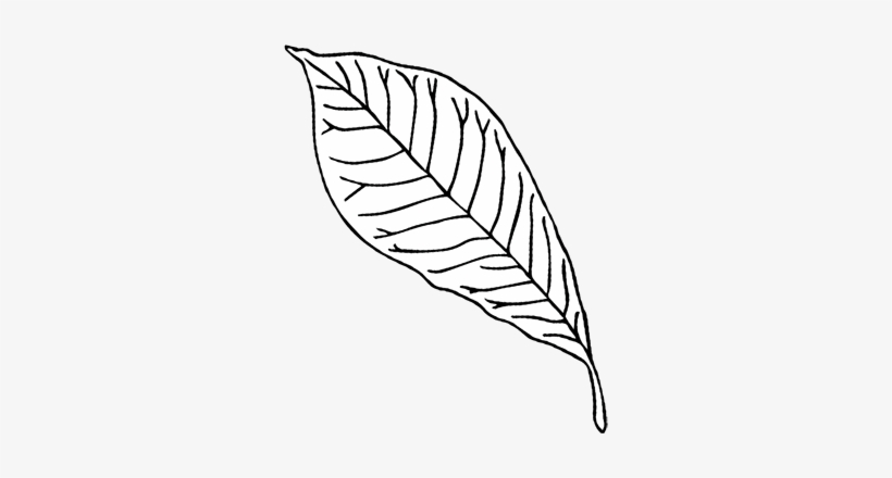 Pawpaw Leaf - Paw Paw Leaf Drawing, transparent png download