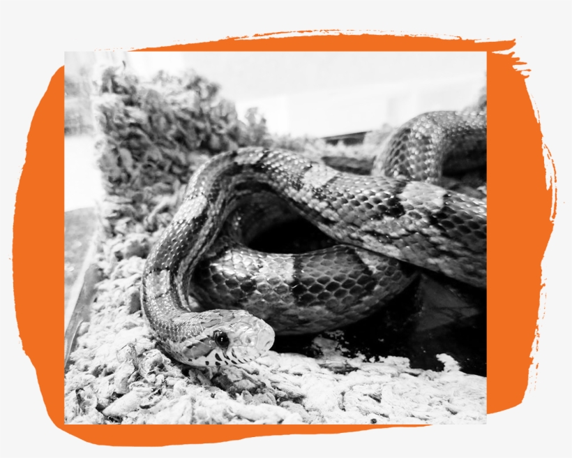 Snake With Orange Behind - Boa Constrictor, transparent png download