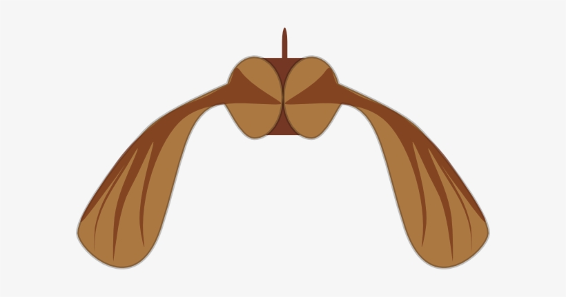Small - Sycamore Seed Clipart, transparent png download