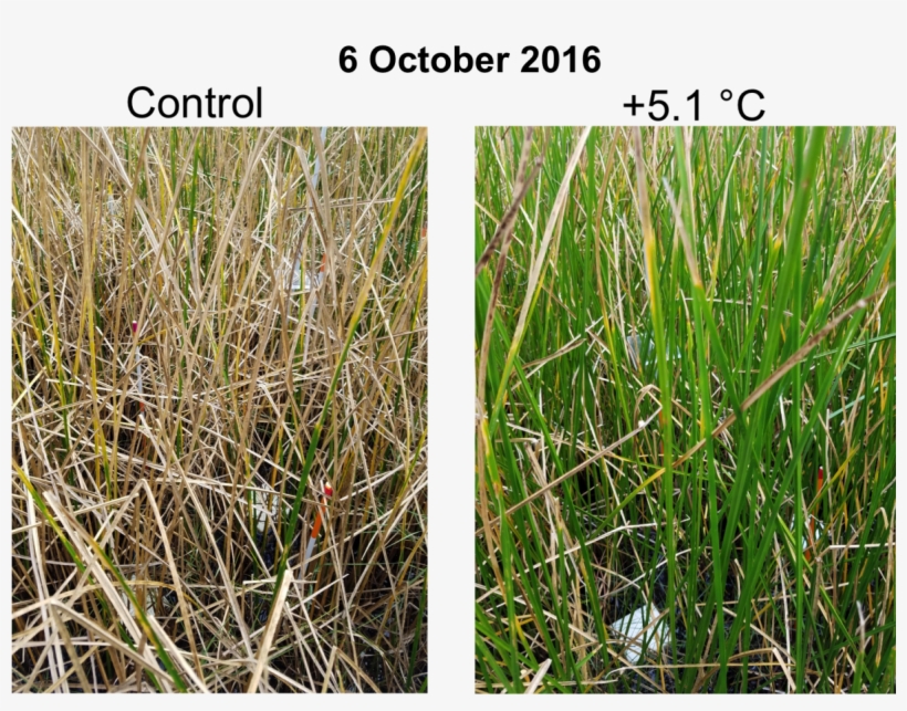 Control And Warmed Grasses Experiment - Grasses, transparent png download