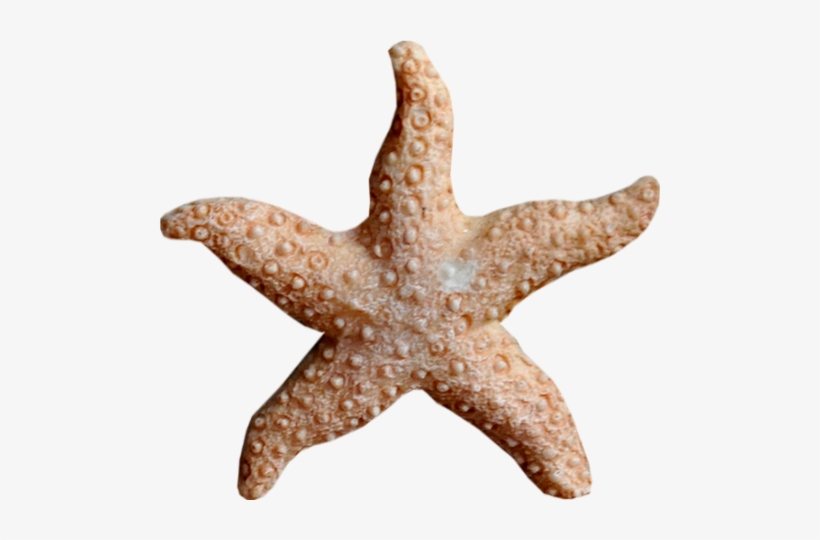 Timeless Starfish Throw Blanket, transparent png download