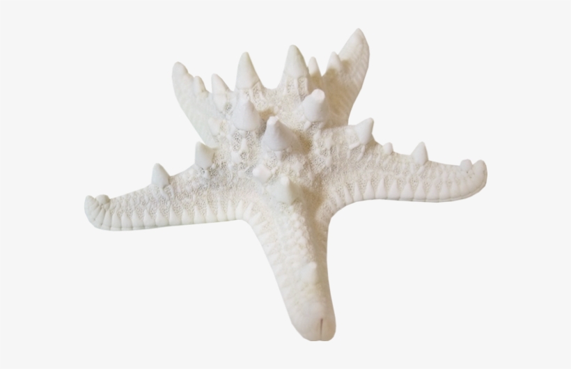 Starfish, transparent png download