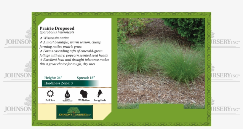 Prairie Dropseed Sporobolus Heterolepis Benchcard - Mesabi Cherry, transparent png download