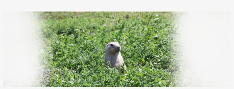 Who Let The Dogs Out - Grass, transparent png download