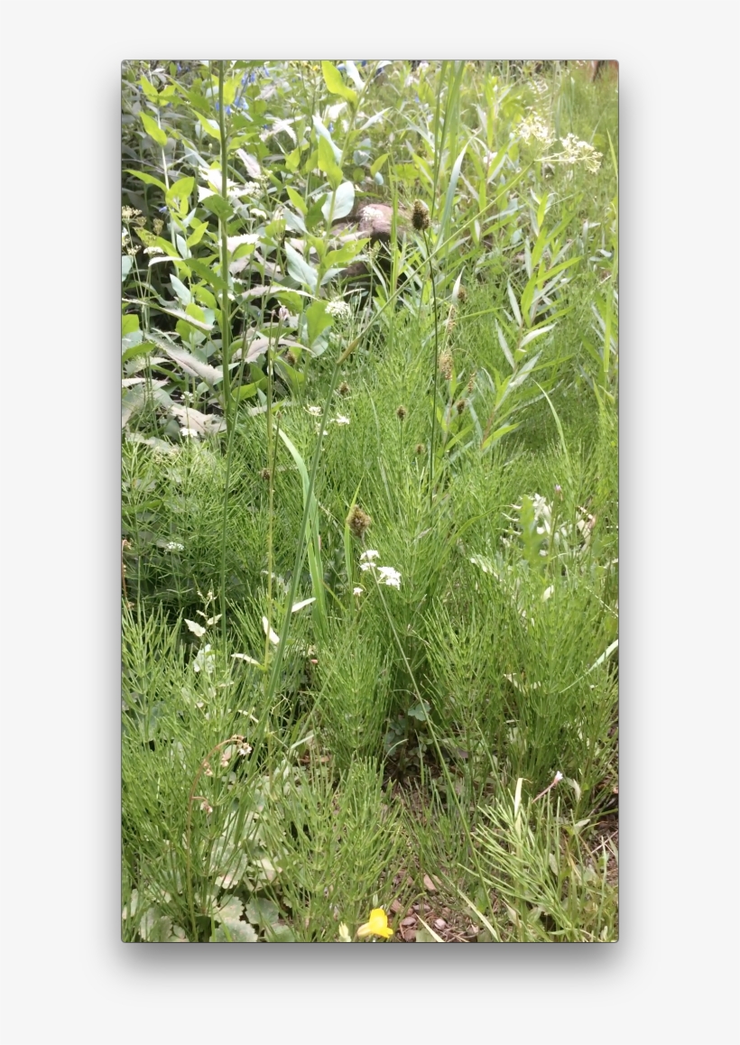 Post Navigation - Sweet Grass, transparent png download