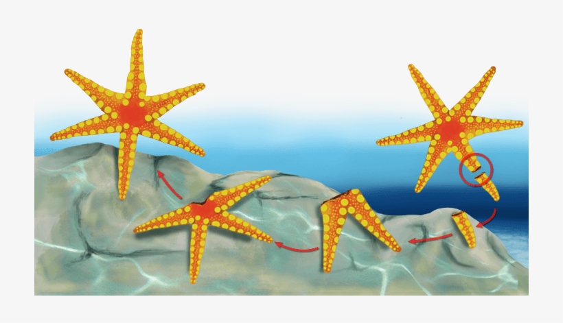 Ejemplos De Reproduccion Asexual - Seres Con Reproduccion Asexual, transparent png download