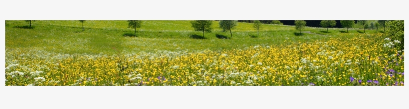 Handy-slider Natur Fruehling - Entspannung Natur-in Feld Und Flur - Musik, transparent png download