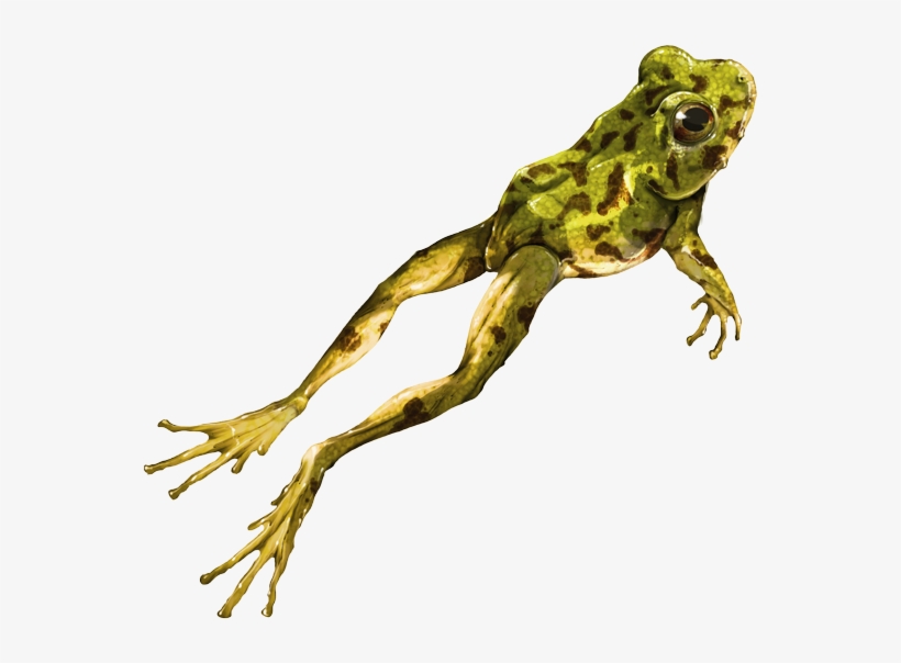 Related Wallpapers - Rana Colombia Png, transparent png download