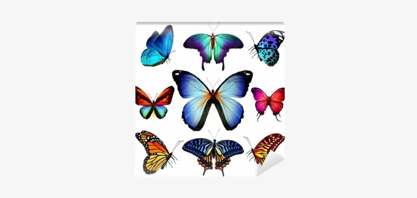 Fotomural Muchas Diversas Mariposas Volando, Aislado - Many Different Butterflies Flying Isolated On White, transparent png download