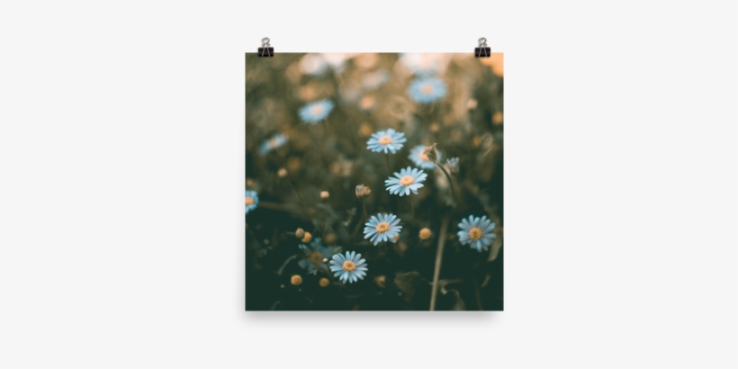 Field Of Flowers / Poster Print - Flower Field, transparent png download