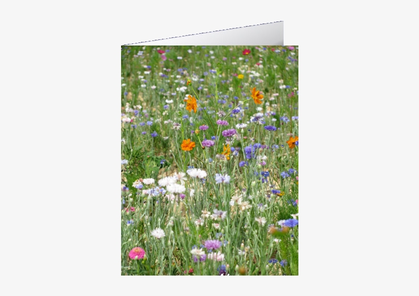 A Field Of Flowers - Flower Field, transparent png download