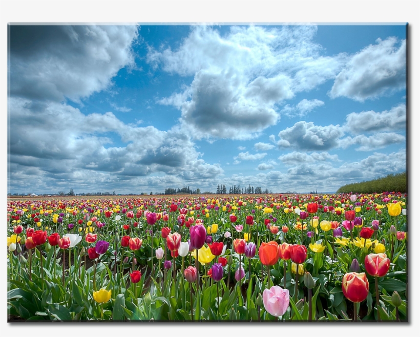 Download Beautiful Tulip Field Canvas Wall Art - Facebook Cover Spring ...