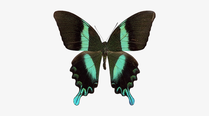 Sin Embargo, La Delicada Belleza De Las Alas De Mariposa - Papilio Blumei, transparent png download