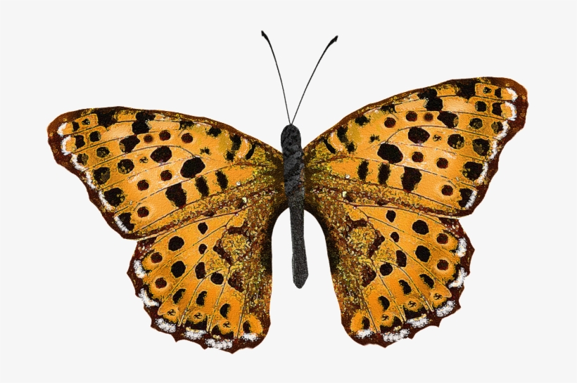 Png Transparente Png Para Animal Mariposa Espécimen - Design, transparent png download