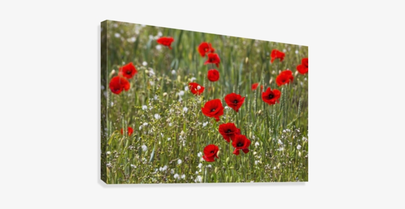 Red And White Flowers Blossoming In A Field - Posterazzi Red And White Flowers Blossoming, transparent png download