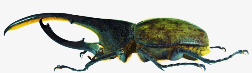Insecta - Dynastes Hercules Lichyi Lachaume, transparent png download