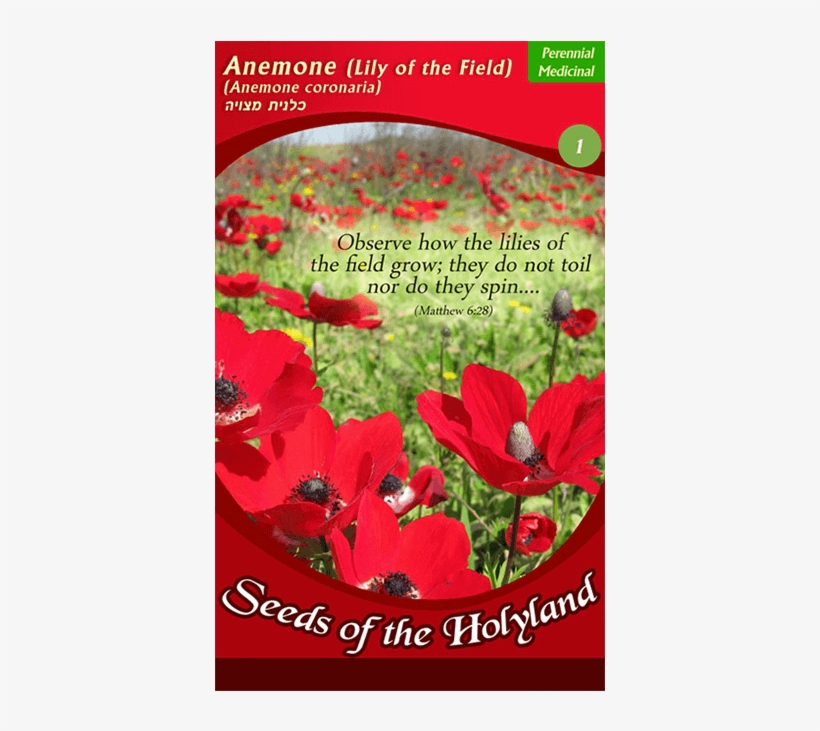 Packet Of Seeds To Grow This Beautiful Protected Wildflower - Israel National Flower, transparent png download