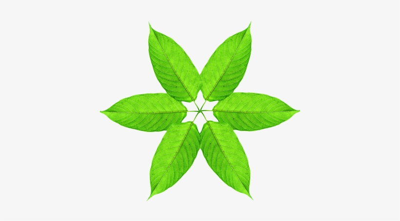 More Kratom Leaves In A Happy Circle - Kratom Leaf, transparent png download