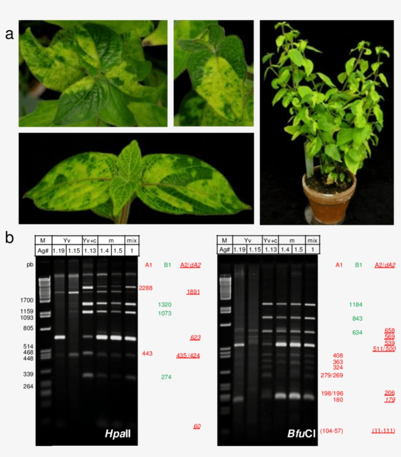 Symptoms Segregation In Asystasia Gangetica Plant And - Gel Electrophoresis, transparent png download