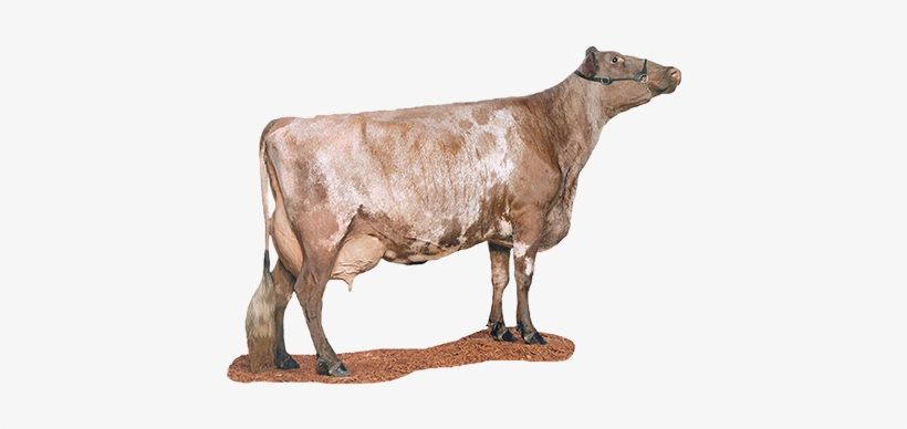 Milkingshorthorn - Milking Shorthorn Png, transparent png download