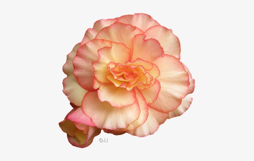Quote - Carnation, transparent png download