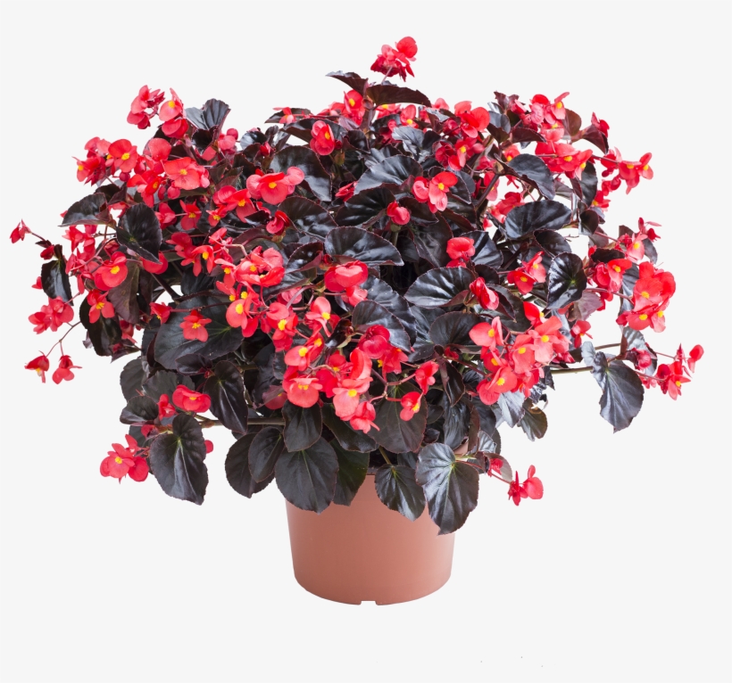 Begonia Viking Xl Red On Chocolate - Chocolate, transparent png download