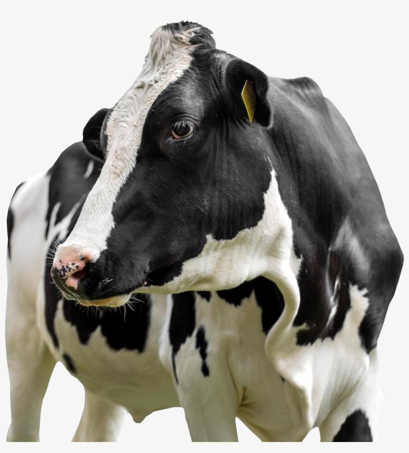 Dairy - Cattle, transparent png download