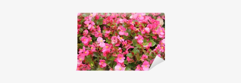 Bougainvillea, transparent png download