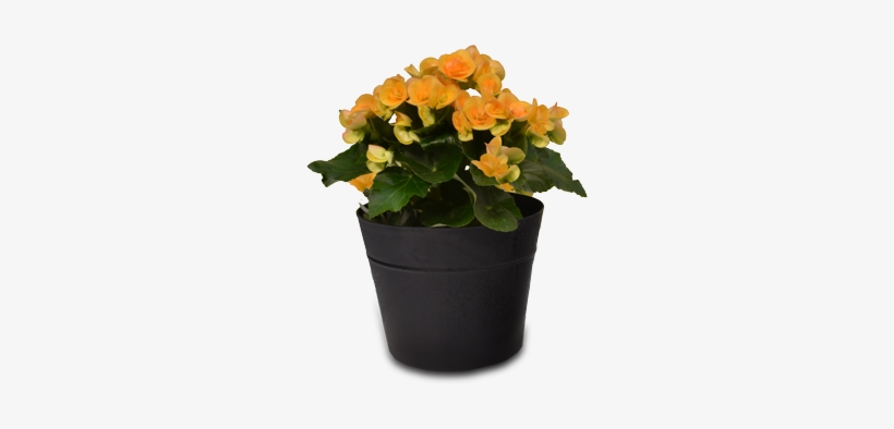 Premium Begonia - Begonia, transparent png download