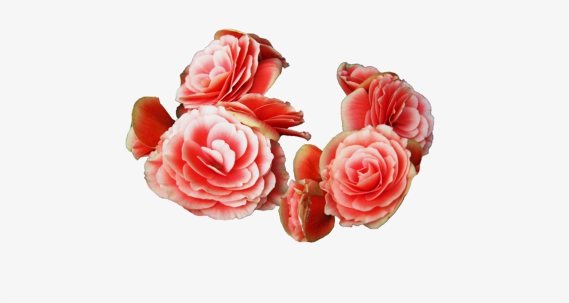 Begonia - Tumblr - Crown, transparent png download
