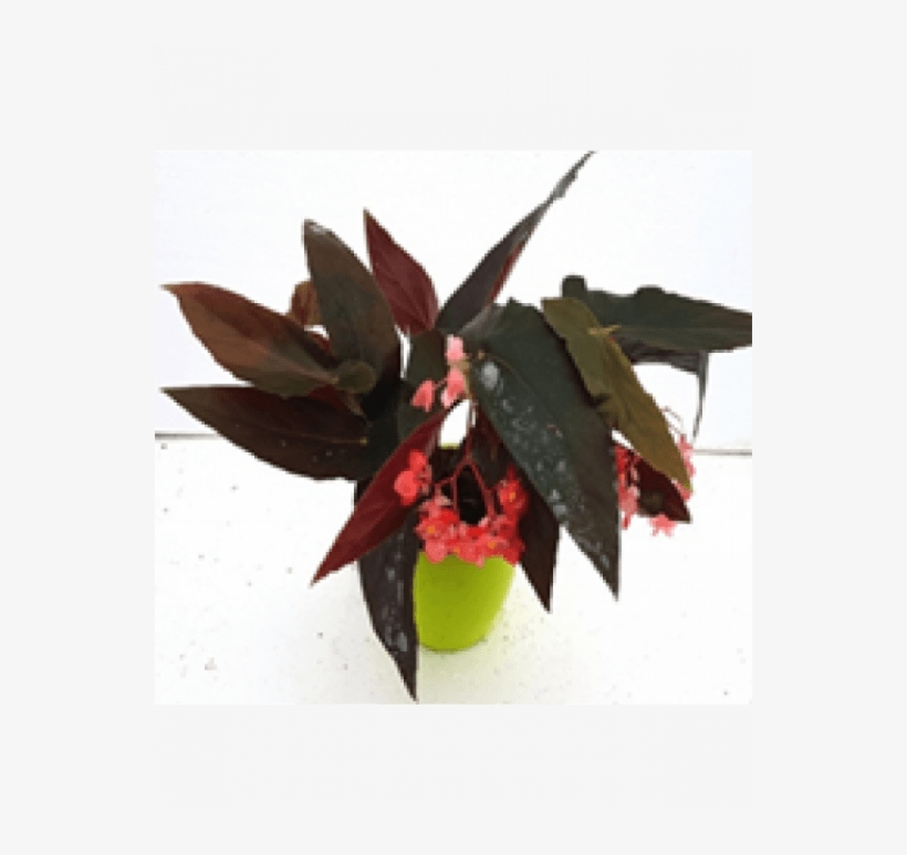 Begonia Coccinea Plant With Fertilizer & Plate Free - Begonia Coccinea, transparent png download