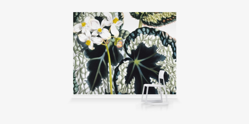 Murals Of Begonia Rex By Royal Horticultural Society - Narcissus, transparent png download