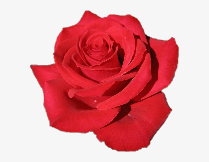 Red Queen Rose, transparent png download