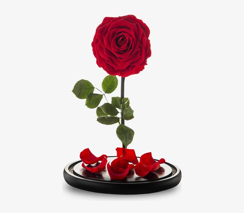 Solo Disfruta De Su Belleza - Rosas Rehidratadas, transparent png download