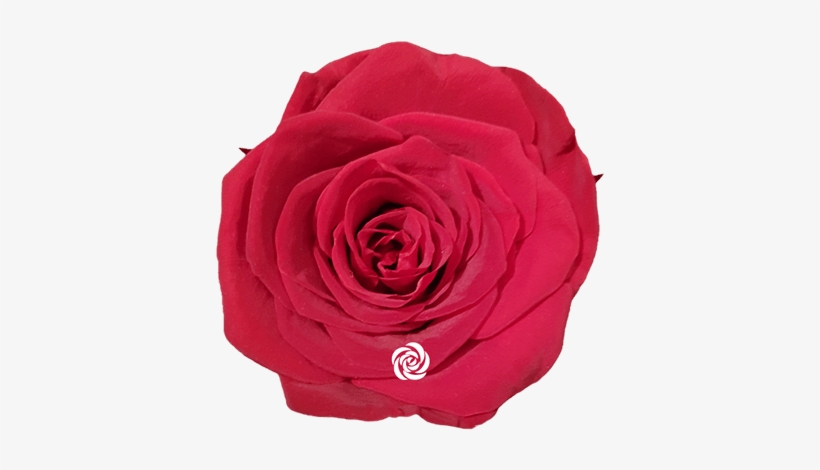 Rosas Preservadas - Garden Roses, transparent png download