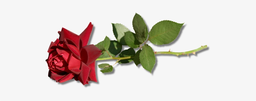 Rosaroja - American Holly, transparent png download