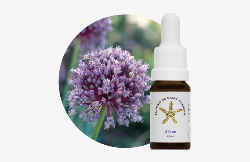 Allium - Fsg - Florais De Saint Germain, transparent png download