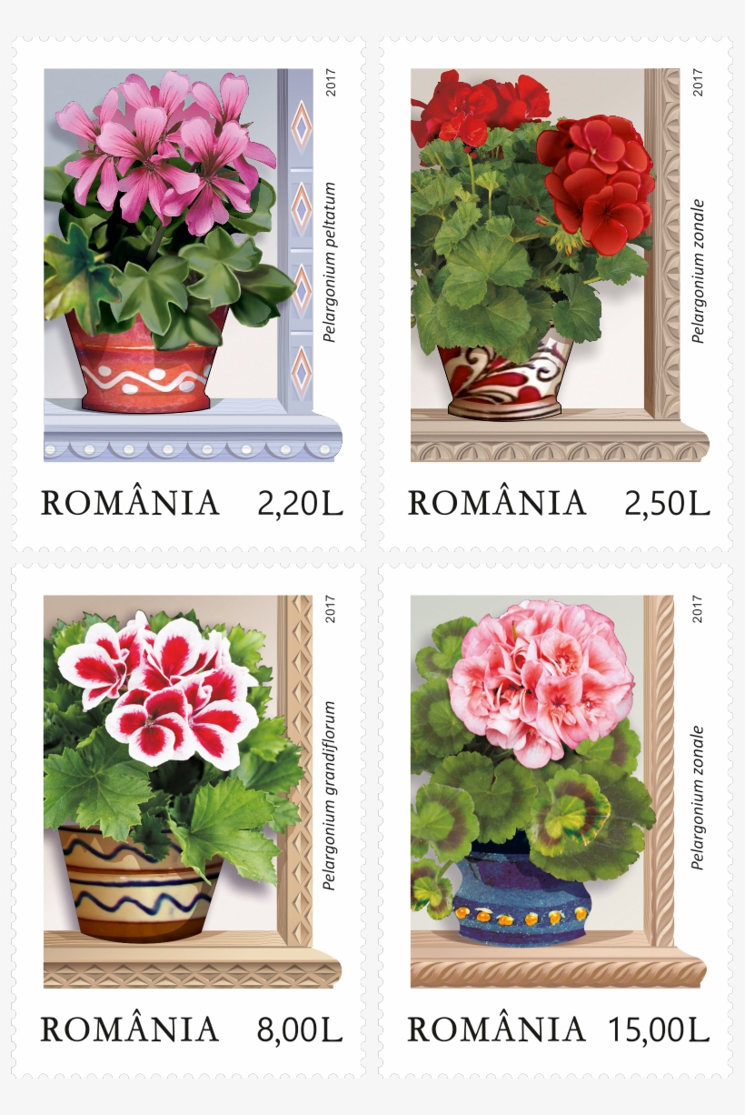 Window's Smile Geraniums - Garden Roses, transparent png download
