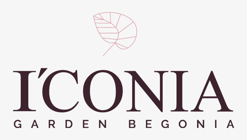 I'conia Garden Begonia - Axenia Logo, transparent png download