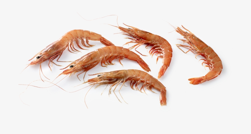 Marisco Gamba - Cuantas Patas Tiene Una Gamba, transparent png download