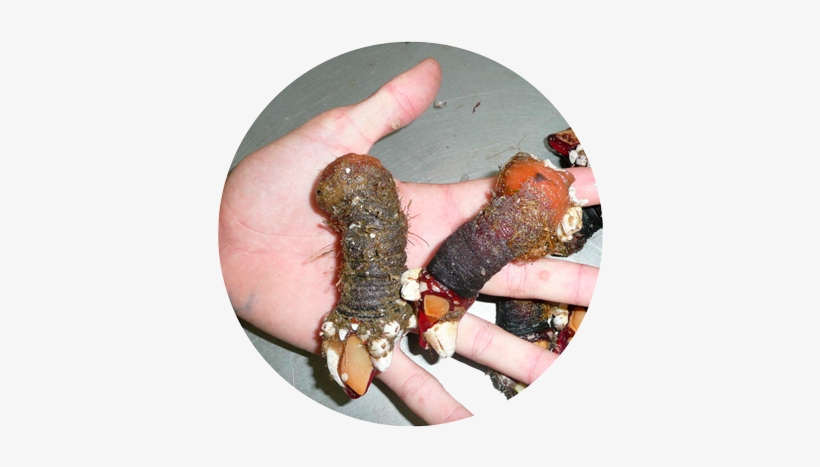 Terra Do Marisco - Mariscos Percebes, transparent png download