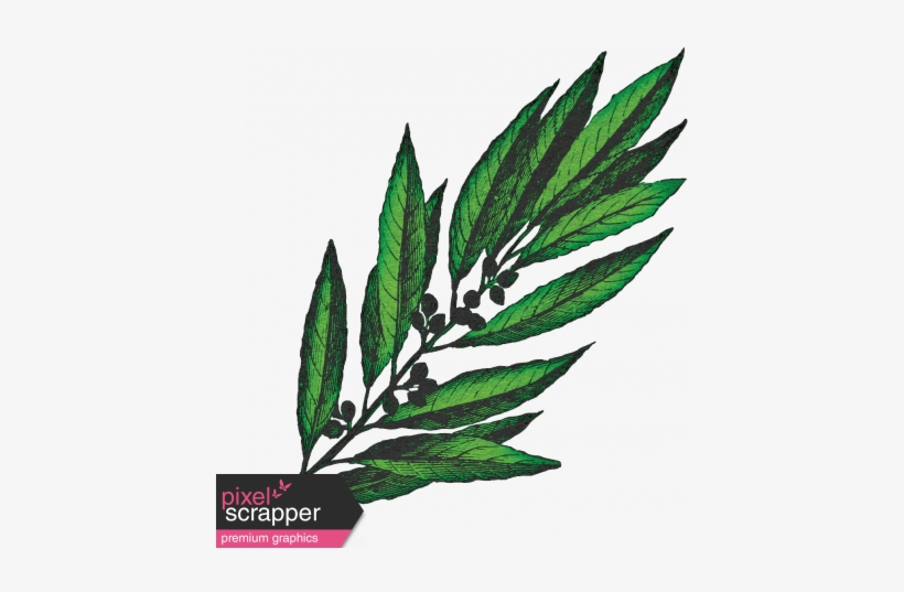 Spring Day Collab - Bay Laurel, transparent png download